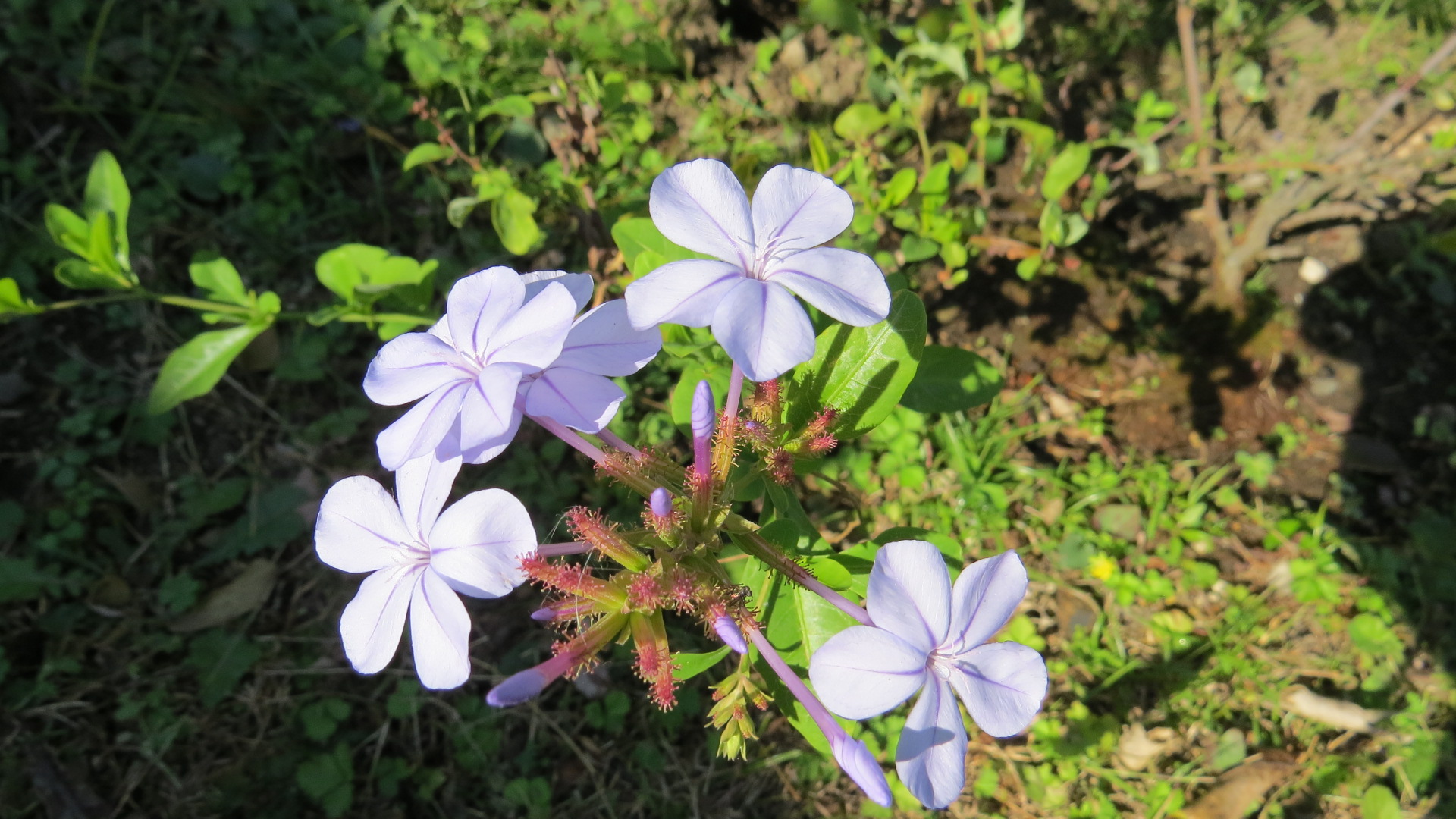 ペソ 掲示板 メキシコ